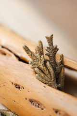 Palma Dulce - Natural Incense from The Peruvian Andes